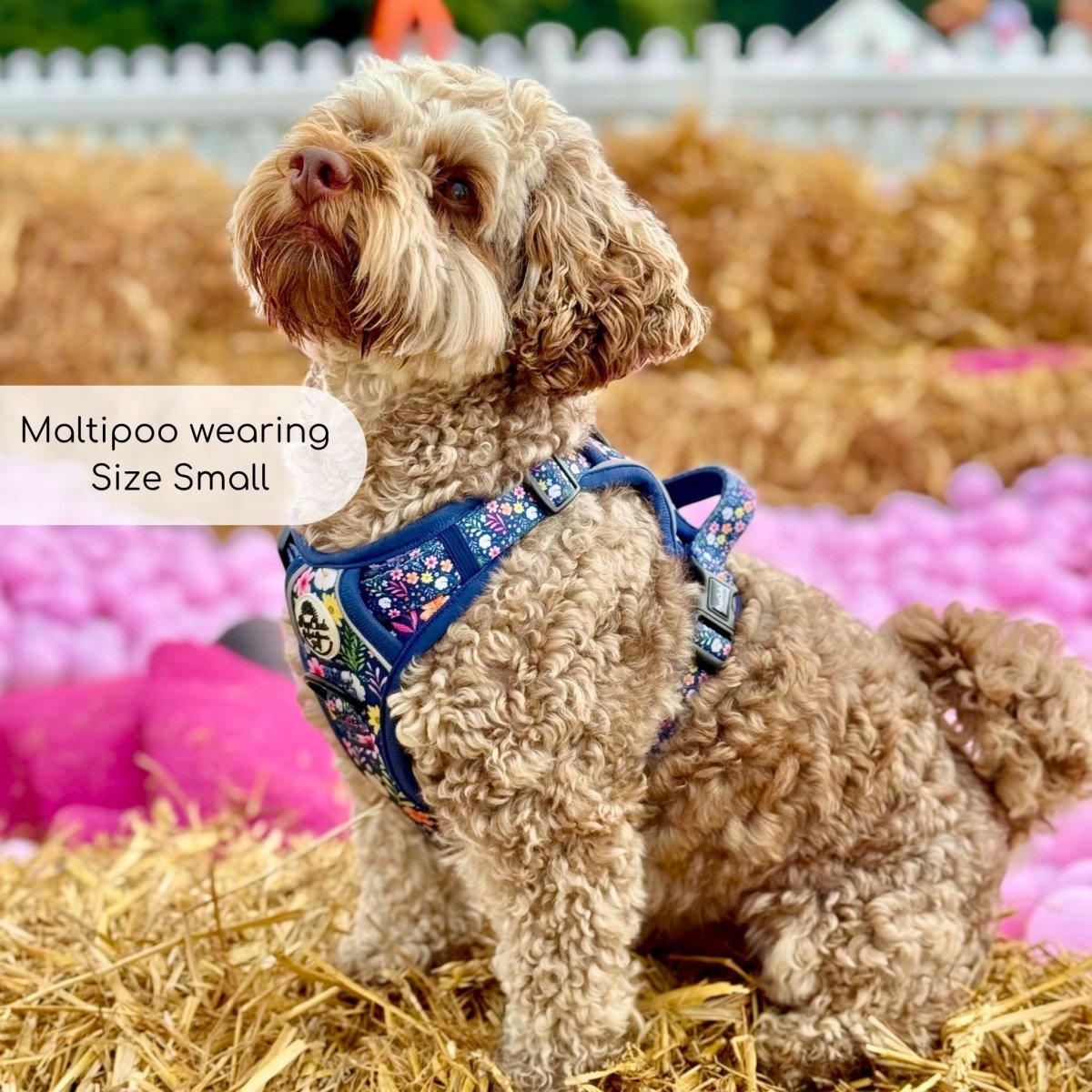 PupClub Couture Rugged Rover Harness - Summer Meadow