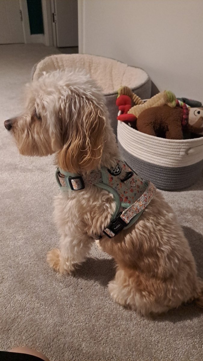 PupClub Couture Rugged Rover Harness - Woodland Friends