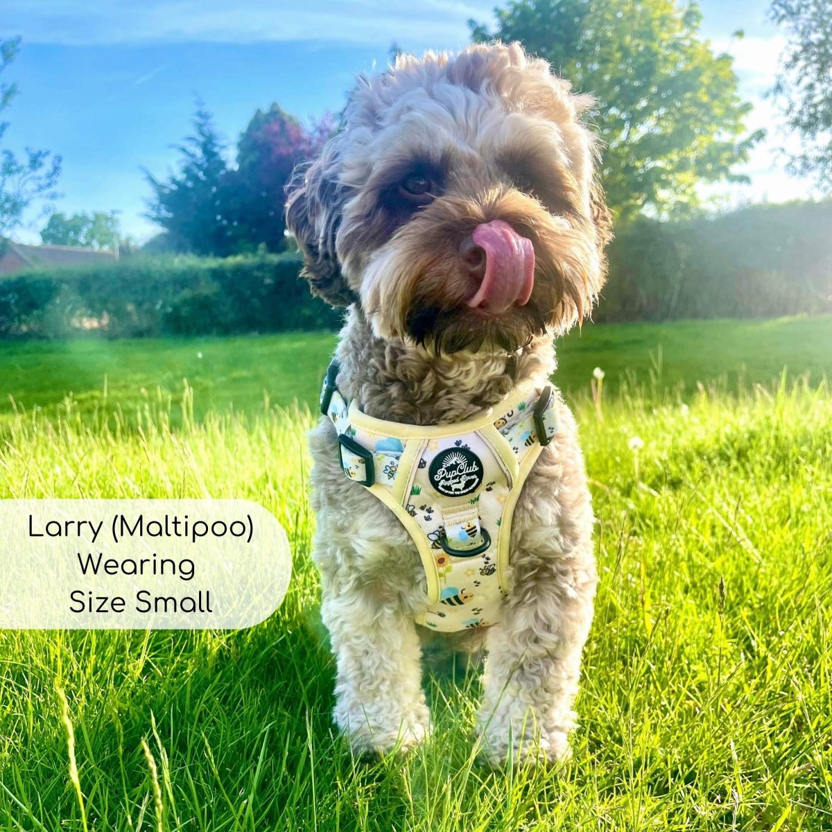 PupClub Couture Rugged Rover Bee-utiful Summer Dog Harness