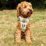 PupClub Couture Rugged Rover Bee-utiful Summer Dog Harness