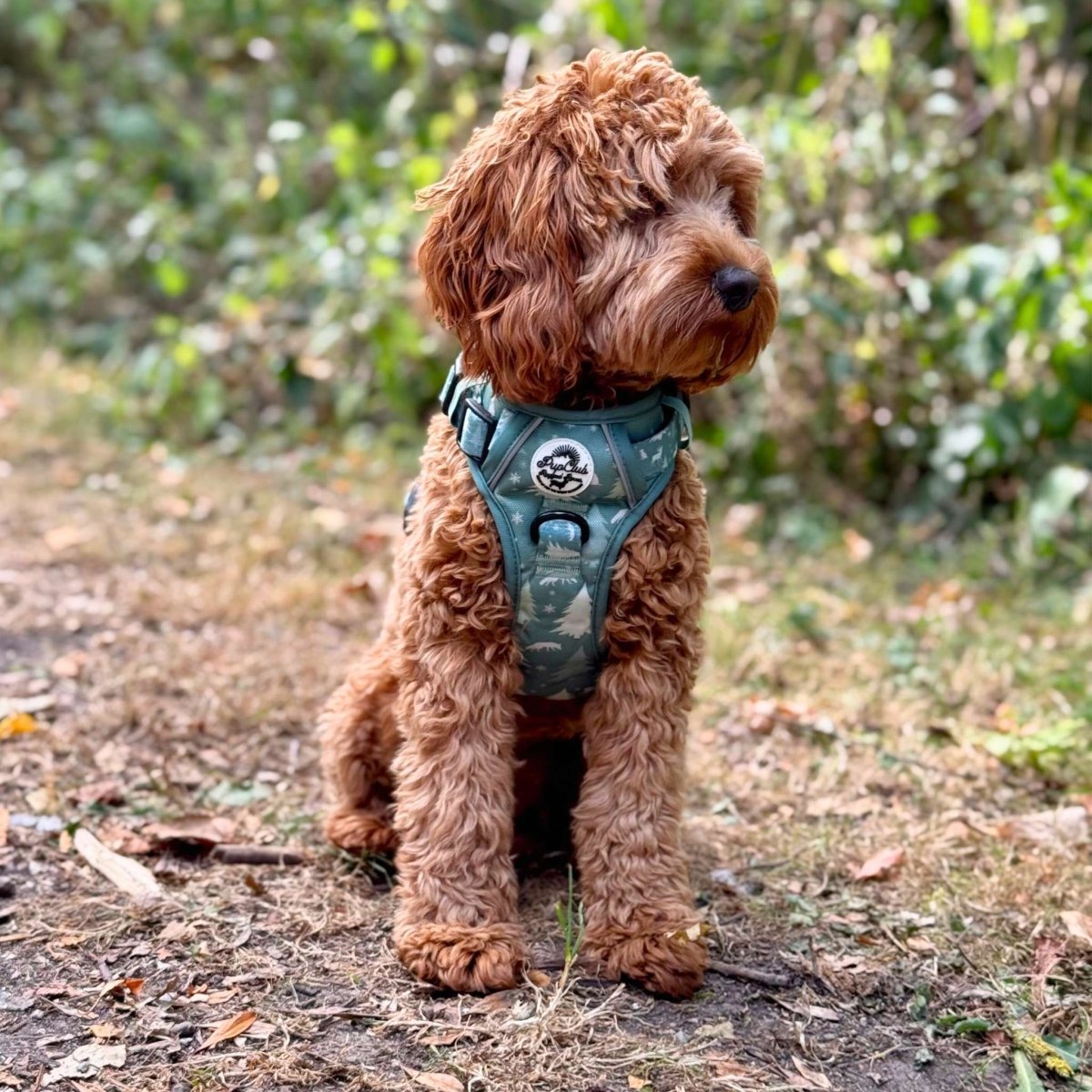 PupClub Couture Rugged Rover Harness - Evergreen Trails