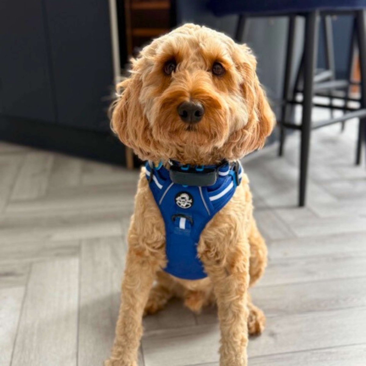 PupClub Couture Rugged Rover Harness - Royal Blue