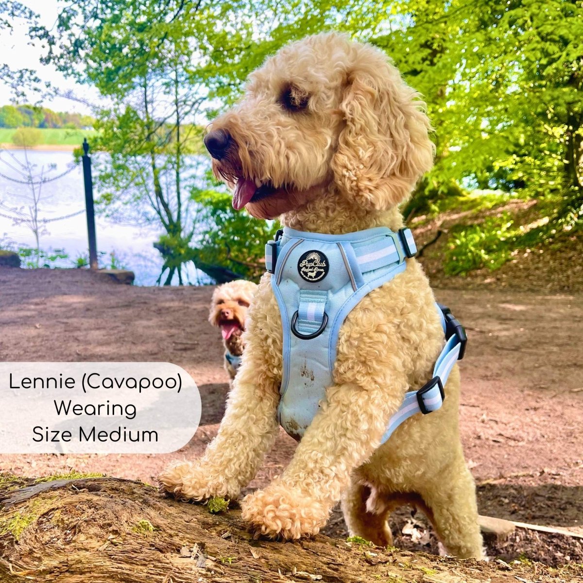 PupClub Couture Rugged Rover Dog Harness Pastel Blue