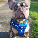 PupClub Couture Rugged Rover Harness - Royal Blue