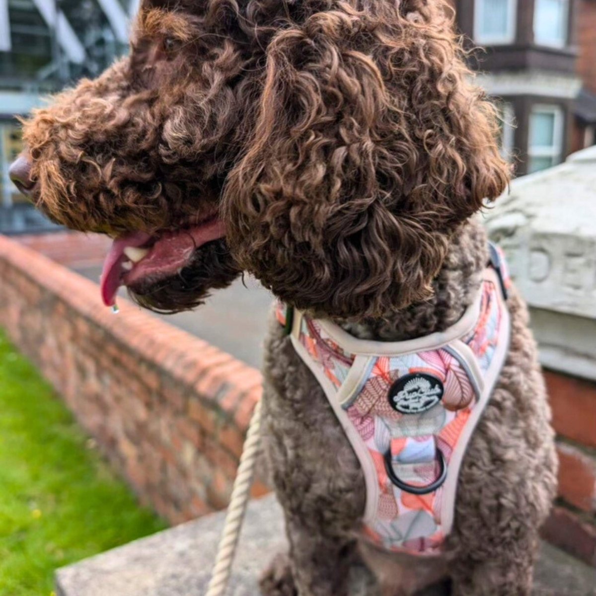 PupClub Couture Rugged Rover Dog Harness - Autumn Breeze