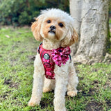 PupClub Couture Rugged Rover Harness - Burgundy Bloom