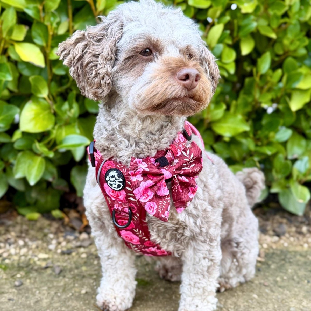 PupClub Couture Rugged Rover Harness - Burgundy Bloom