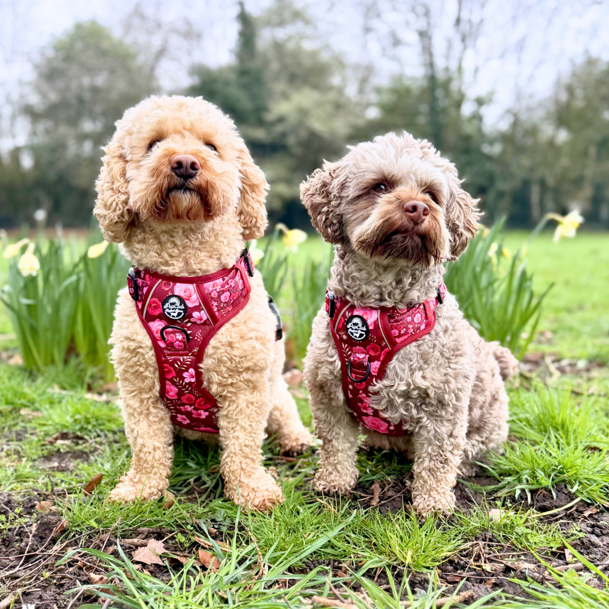 PupClub Couture Rugged Rover Harness - Burgundy Bloom