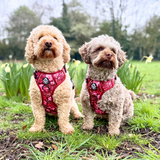 PupClub Couture Rugged Rover Harness - Burgundy Bloom