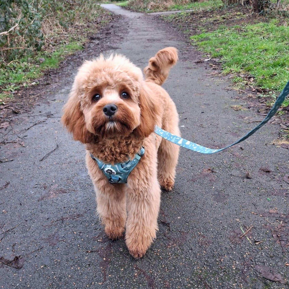 PupClub Couture Dog Lead - Evergreen Trails