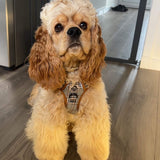 Rugged Rover™ Harness - Foxbury Plaid