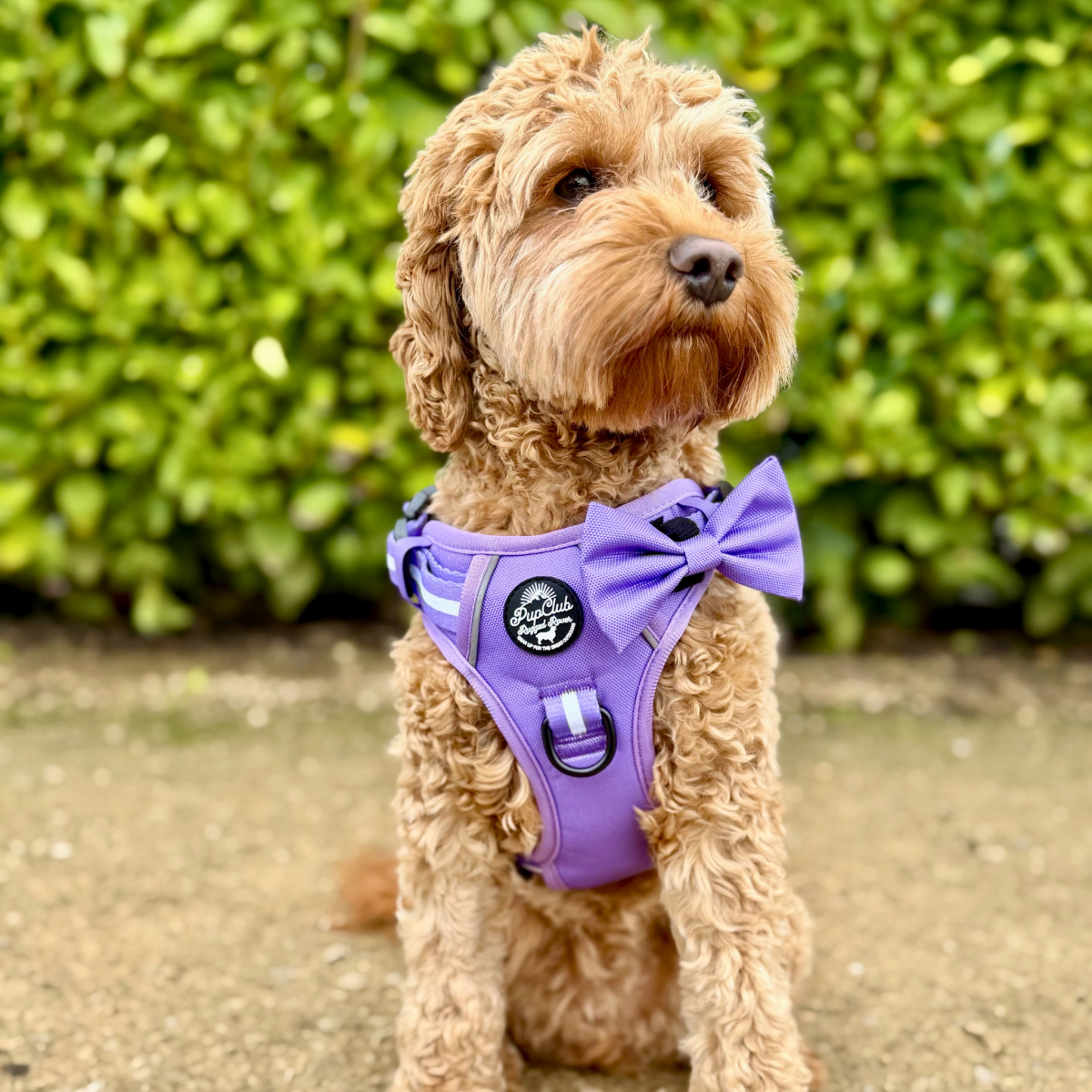 PupClub Couture Rugged Rover Harness - Lilac Blush