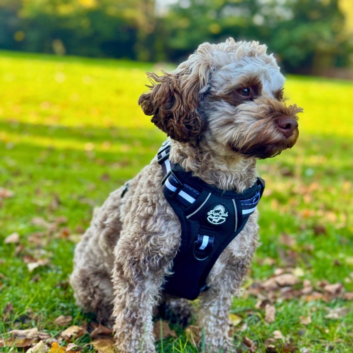 PupClub Couture Rugged Rover Harness - Midnight Black