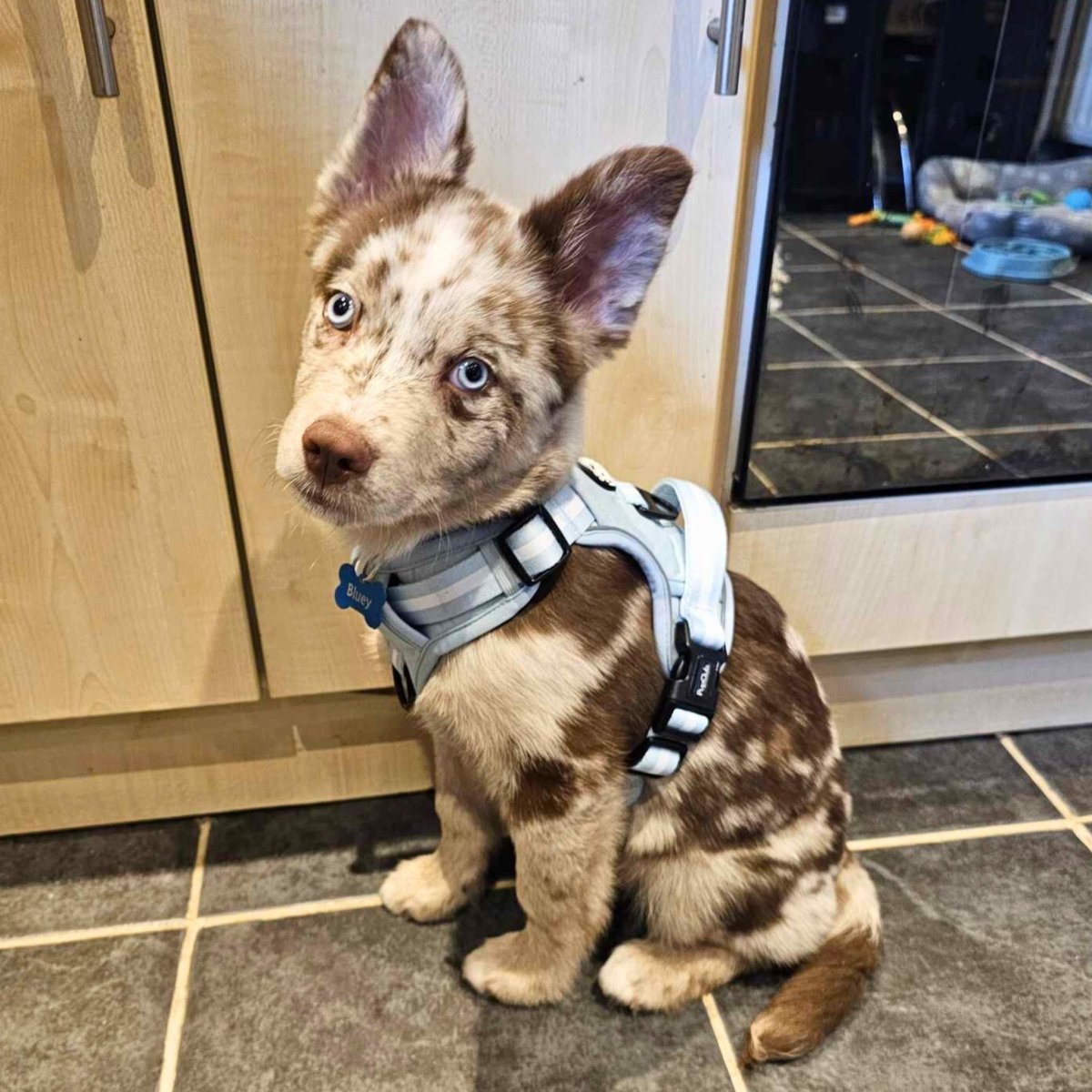 PupClub Couture Rugged Rover Dog Harness Pastel Blue