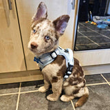 PupClub Couture Rugged Rover Dog Harness Pastel Blue