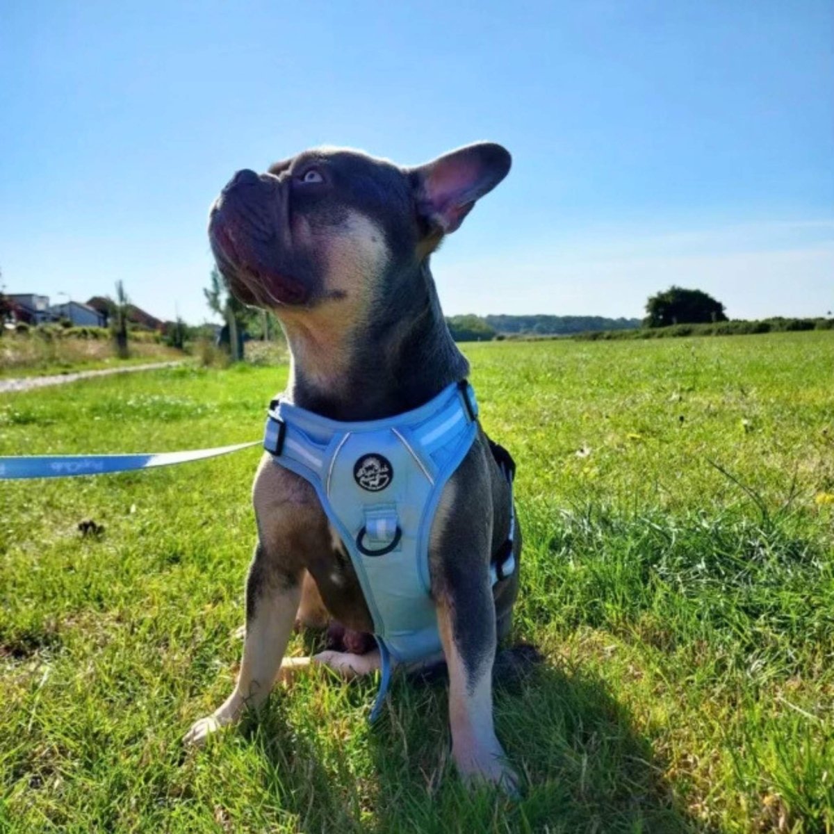 PupClub Couture Rugged Rover Dog Harness Pastel Blue