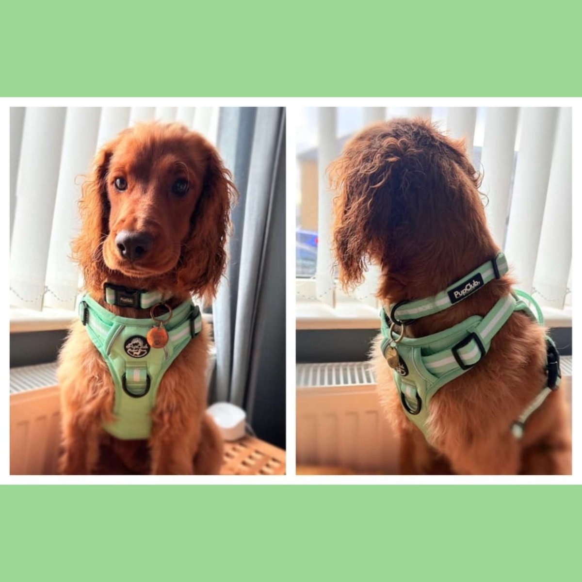PupClub Couture Rugged Rover Dog Harness Pastel Mint Green