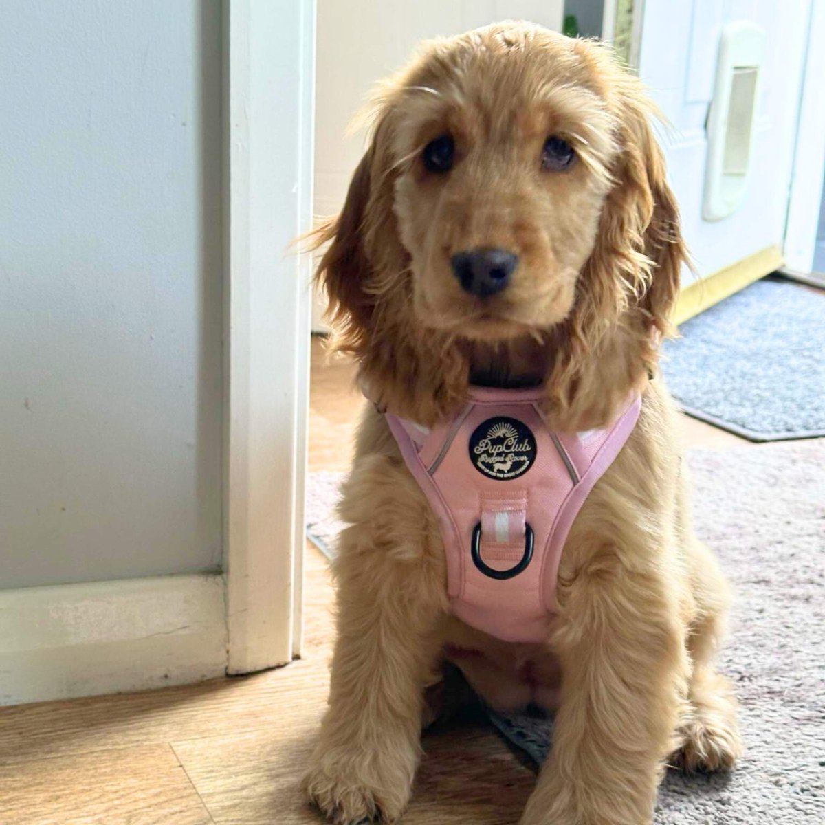 PupClub Couture Rugged Rover Dog Harness - Pastel Pink
