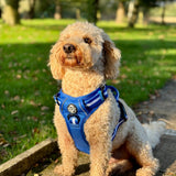 PupClub Couture Rugged Rover Harness - Royal Blue