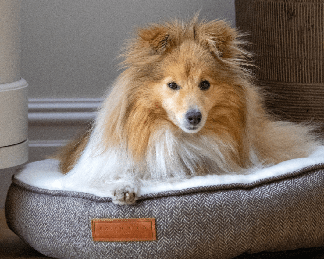 Ralph & Co The Lincoln Herringbone Tweed Calming Donut Dog Bed