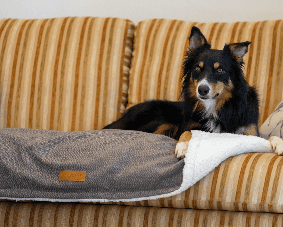 Ralph & Co The Lincoln Tweed Flat Pillow Dog Bed - Brown Herringbone