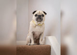 Ralph & Co Lignify Dog Collar Yellow