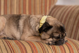 Ralph & Co Lignify Dog Collar Yellow